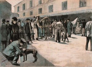 Egy teve gondozása az Ecole Nationale Veterinaire d