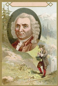 Carl Linnaeus svéd botanikus és zoológus alkotó: French School