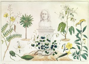 Carolus Linnaeus (1707-78) néhány általa besorolt növénytől körülvéve (színes metszet) alkotó: French School