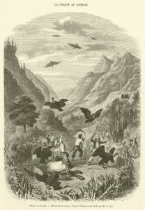 Condor Hunt (metszet) alkotó: French School
