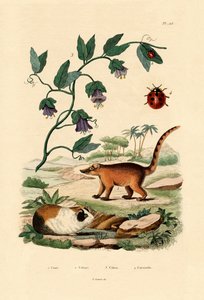Coati, 1833-39 alkotó: French School