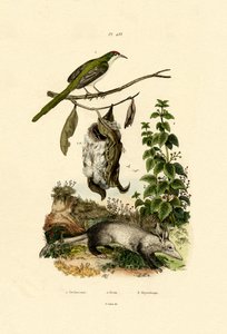 Közönséges Tailorbird, 1833-39 alkotó: French School