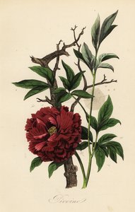 Közönséges bazsarózsa, Paeonia officinalis, pókhálóval alkotó: French School
