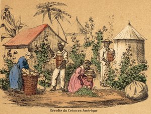 Pamut (színes gravírozás) alkotó: French School