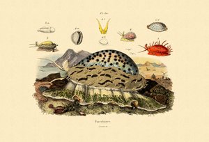 Cowrie Shells, 1833-39 alkotó: French School