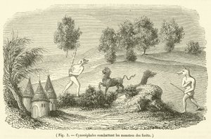 Erdei szörnyekkel küzdő cynocephales (metszet) alkotó: French School
