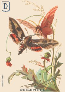 D: Deilephila (Deilephila elpenor vagy a szőlő nagy szfinxe) alkotó: French School
