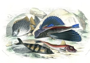 Dactyloptere kalóz (Dactylopterus pirapeda) repülő hal, Chetodon argus (scatophagus argus), centronote pilote (echeneis naucrate), Trigle Lyre (Genicanthus Melanospilos) - Bernard Germain de Lacepede által a Histoire Naturelle-ből kivont lemez (1856-19) alkotó: French School