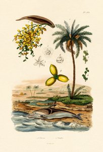 Datolyapálma, 1833-39 alkotó: French School
