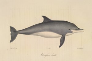 Kantáros delfin, az emlősök természetrajzából (színes litho) alkotó: French School