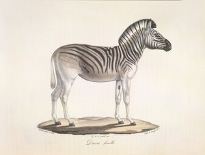 Dauw nőstény. A dél-afrikai csíkos quagga vagy Burchell-zebra (Asinus Burchellii), az emlősök természetrajzából (litho szín) alkotó: French School