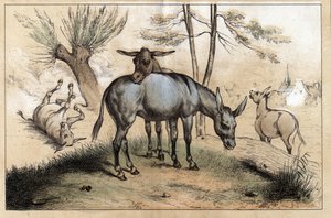 Description of the different products and uses of donkey: two donkeys in one. Detail of the board “” The donkey and its products”” in “” Les Recreations instructives”” Synoptic painting by Jules DELBRUCK, engraving from 1860. Private collection. alkotó: French School