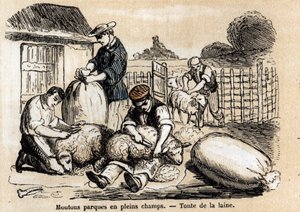A juhok különféle felhasználási módjainak és termékeinek leírása: juhvágás. „” Les moutons”” tábla a „” les Recreations instructives”-ban” Jules DELBRUCK szinoptikus festménye, metszet 1860-ból. Magángyűjtemény. alkotó: French School