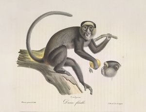 Diana, nőstény majom, az emlősök természetrajzából (színes litho) alkotó: French School