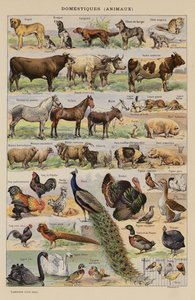 Háziállatok, állatok (színes litográfia) alkotó: French School