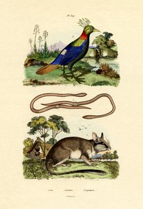 Dormouse, 1833-39 alkotó: French School