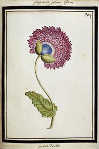 Dupla mák, 1700 körül alkotó: French School