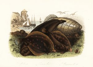 Dover nyelvhal, Solea solea, sima lepényhal, Pleuronectes platessa és közönséges lepényhal, Limanda limanda, a tengerparton halcsapdával, halászhajókkal a háttérben alkotó: French School