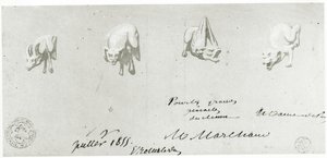 Rajz a Notre Dame vízköpőinek restaurálásához, 1855 alkotó: French School