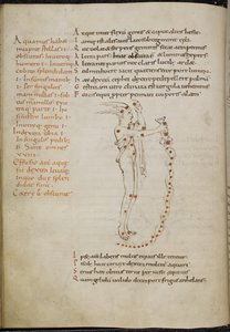 Rajz a Vízöntő csillagképről, a csillagok vörös pontok formájában, a „Phaenomena”-ból (más néven Aratea) (vellum) alkotó: French School