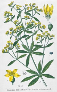 Dyers Madder (Rubia Tinctorum) alkotó: French School