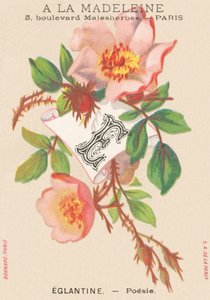 E: Eglantine – Költészet alkotó: French School