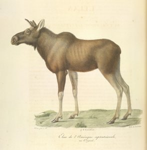 Észak-Amerika jávorszarvas, az emlősök természetrajzából (színes litho) alkotó: French School