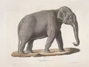 Ázsiai elefánt, az emlősök természetrajzából (színes litho) alkotó: French School