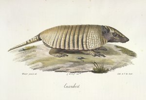 Encoubert, Armadillo, az emlősök természetrajzából (színes litho) alkotó: French School