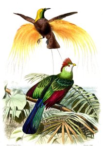 Exotic birds: the little emerald paradise and the Touraco Pauline alkotó: French School