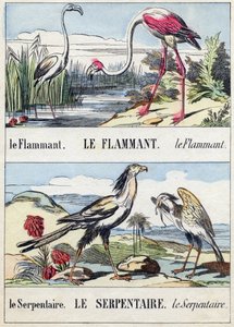 Láng és kígyó. Metszet "Buffon Alphabet des Oiseaux n 2". 3. Serie N 2. Epinal képalkotása, Epinal, 19. század vége. 16 oldal. Mérete: 28x21 cm alkotó: French School