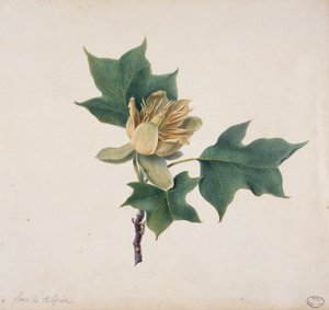 Tulipánfa virága alkotó: French School