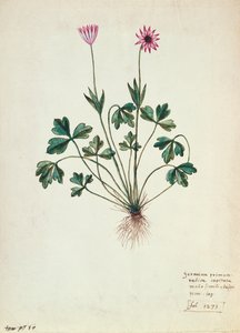Fol.1275 Geranium (wc papíron) alkotó: French School
