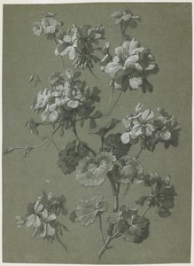 Muskátli (Pelargonium sp.), 1800 körül (szén és fehér kréta, zöld szövés) alkotó: French School