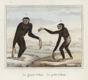 Gibbonok alkotó: French School