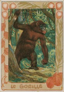 Gorilla alkotó: French School