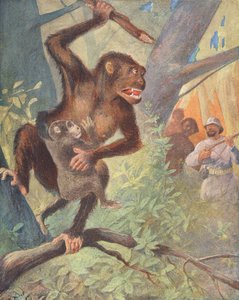 Gorillák (színes litográfia) alkotó: French School