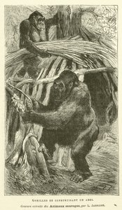 Menedéket építő gorillák (metszet) alkotó: French School