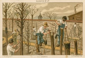 Fák oltása alkotó: French School