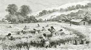 Coca betakarítása, Peru, illusztráció a Le Tour du Monde magazinból, 1877 alkotó: French School