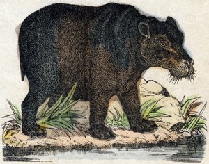 Víziló. Metszet: „Alphabet des animaux sauvages””. 9. sorozat. Epinal, Pellerin, nyomdász-kiadó képei, 1870 körül. Metszetek fára, stencilezett. 16 oldal. Mérete: 20 x 15 cm. Magángyűjtemény alkotó: French School