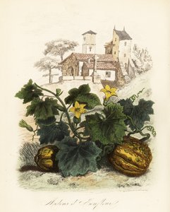 Honfleur dinnye, Cucumis melo alkotó: French School