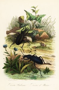 Hatalmas lila földi bogarak, Carabus scabrosus alkotó: French School
