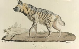 Hiéna, csíkos hiéna, az emlősök természetrajzából (színes litho) alkotó: French School