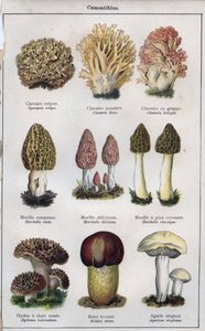 Dr. H. M. Menier illusztrációja a "mon docteur - traite de medecine et d