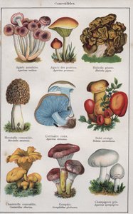 Dr. H.M.Menier illusztrációja a "traite de medecine et d