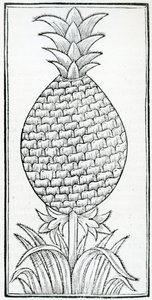 Illusztráció az Indiák természetrajzából, Gonzalo Fernández de Oviedo (1478–1557) alkotó: French School