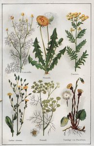 Illusztráció Dr. H.M.Menier "Mon docteur - Traite de Medecine et d