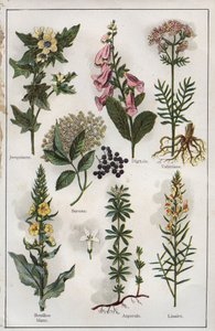 Illusztráció Dr. H.M.Menier "Mon docteur - Traite de Medecine et d