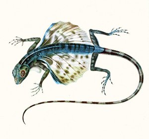 A sikló gyík illusztrációja - Draco Volans 1831 (színes metszet) alkotó: French School